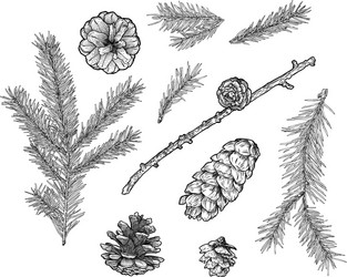 Pine cone and fir tree set botanical hand drawn Vector Image