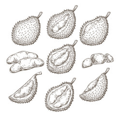 Set of icons a durian vector