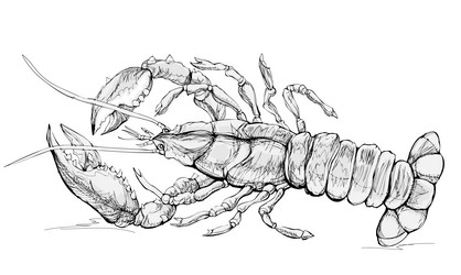 lobster sea animals black and white isolated vector