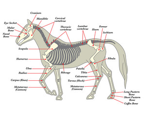 skeleton of a horse with the different bones vector