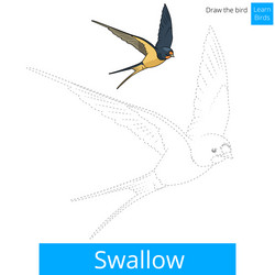 swallow bird learn to draw vector image