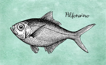 Ink sketch of alfonsino vector