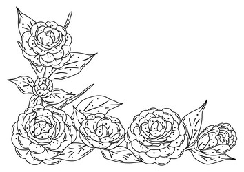background with camellia beautiful decorative Vector Image