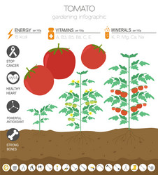 Tomato beneficial features graphic template vector