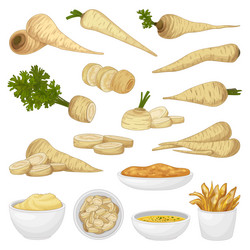 parsnip icons set cartoon botanical carrot vector image