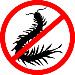 hand-drawn centipede cartoon insect icon vector