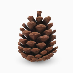 Pine cone realistic 3d object isolated on white vector