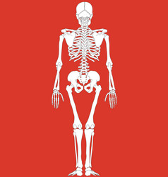 Human skeleton posing isolated over black Vector Image