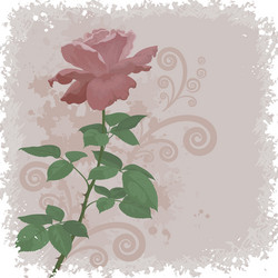 holiday background with flower rose Vector Image