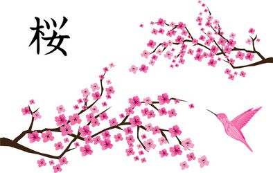 Japan sakura cherry branch with blooming flowers Vector Image