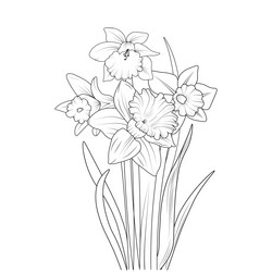 ink daffodil botanical coloring pages Vector Image