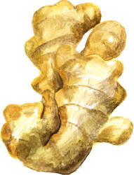Watercolor Ginger Root vector