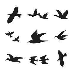 Black Bird Flock Silhouette Vector Image