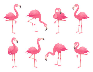 Exotic pink flamingos birds flamingo with rose vector