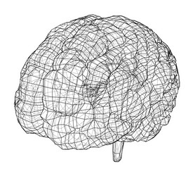 3d outline brain rendering of vector