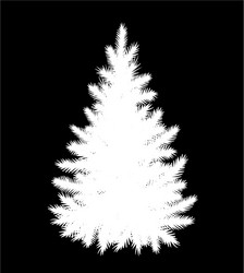 White Fir Tree Silhouette Vector Image