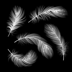 Flying white feathers falling realistic Royalty Free Vector