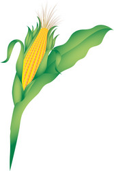 Corn plant Royalty Free Vector Image - VectorStock