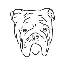 line art french bulldog with three difference Vector Image