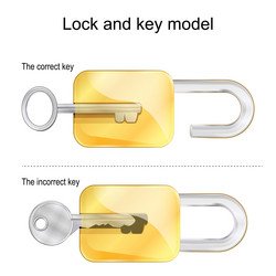 Lock and key model the correct incorrect keys vector