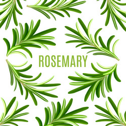 Rosemary Leaf Template - Realistic Style Vector Image