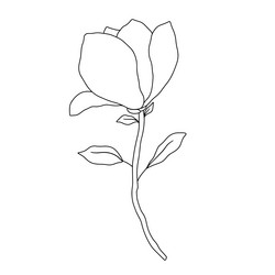 magnolia line art hand drawn vector