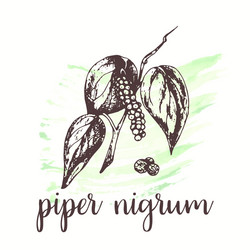 Piper nigrum sketch on watercolor paint hand vector