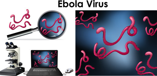 Close up isolated object virus ebola vector