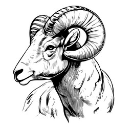 Animal ram head hand drawn sketch Royalty Free Vector Image Animal ram head hand drawn sketch Royalty Free Vector Image