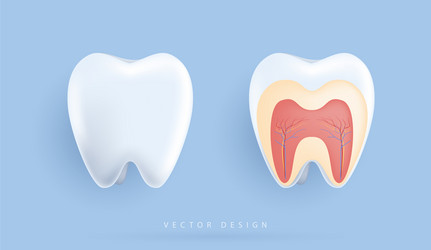 biological of detailed teeth anatomy vector