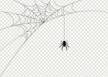 spider with isolated transparent background vector