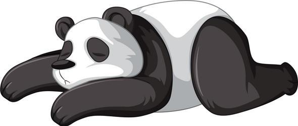 Panda sleeping on white background vector