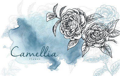 camelia flower and blue watercolour background Vector Image