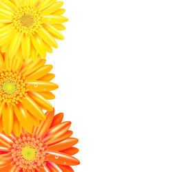 Yellow and Orange Gerber Border vector image