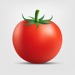 Tomato isolated on white background vector