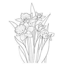 Daffodil flower pencil sketch adult coloring page vector