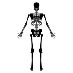 skeleton human silhouette body bones - hands legs vector