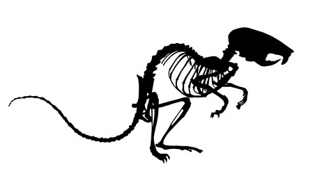 mouse skeleton silhouette vector