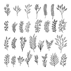 Golden floral frame outline doodle set botanical Vector Image