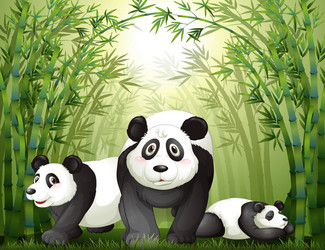 three big bears at the rainforest vector