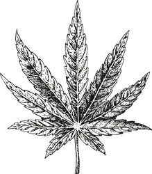 Hemp Leaf Sketch Vector Image