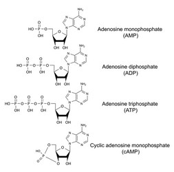 Adp or adenosine diphosphate molecular structure Vector Image
