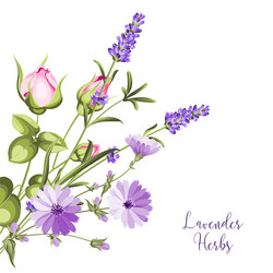 Lavender Botanical Bunch Vector Image