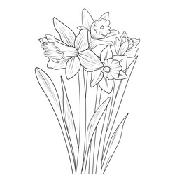 monochrome sketch of daffodil flowers Vector Image