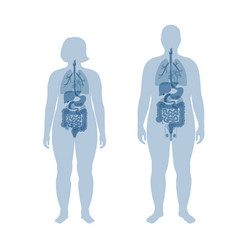 Internal organs obese male and woman vector