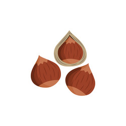 brown hazel nuts with and without shell - isolated vector image