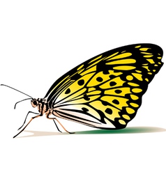 Download Butterflies Vector Images (over 51,000)