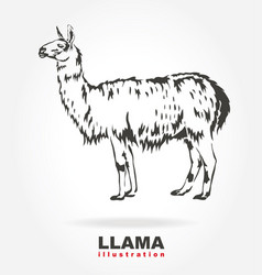 Llama Vector Images (over 760)