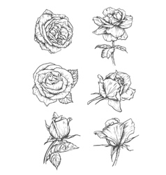 rose tattoo royalty free vector image vectorstock rose tattoo royalty free vector image vectorstock