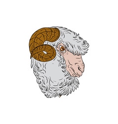 Bighorn Ram Sheep Goat Royalty Free Vector Image